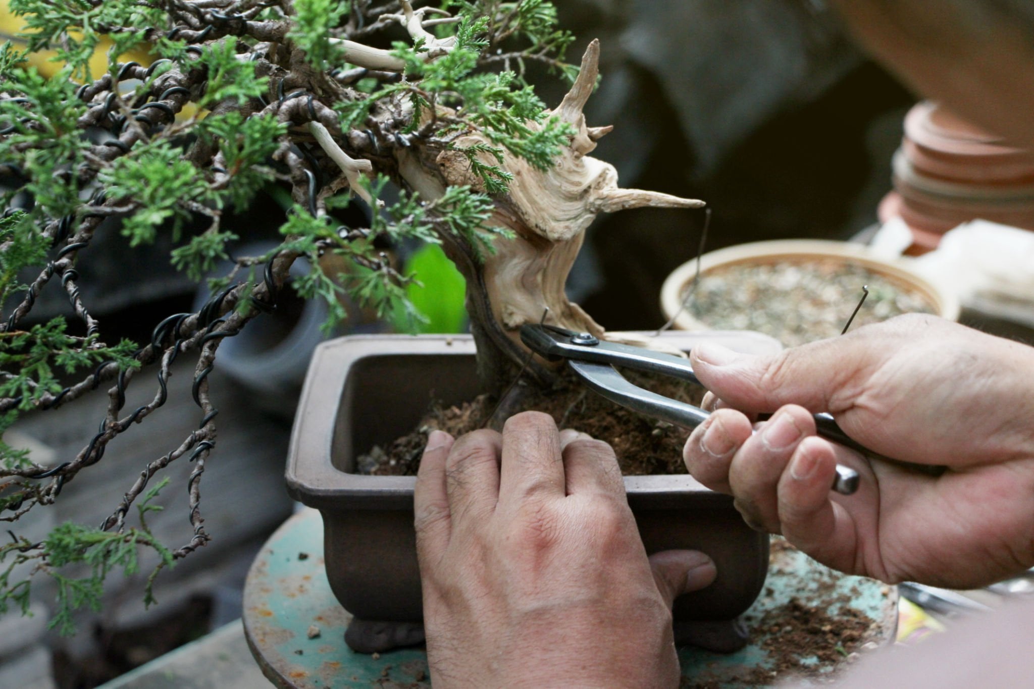 How to Create Deadwood on a Bonsai Tree – Abana Homes