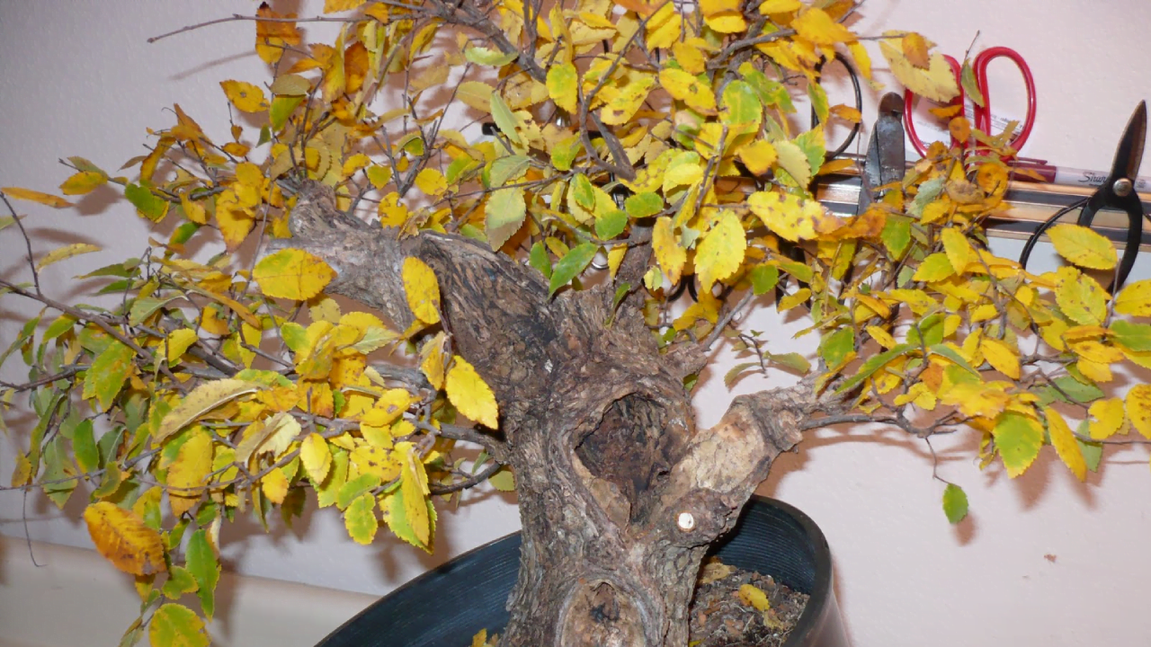 Bonsai Leaves Turning Yellow: Reasons and How to Fix â Abana Homes