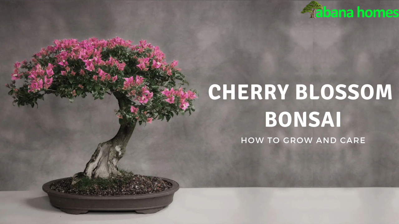 How Long Does a Cherry Blossom Bonsai Take to Grow?