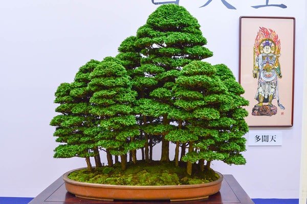 What Makes Bonsai Plants in Ceramic Pots the Perfect Home Decor Accent   Abana Homes