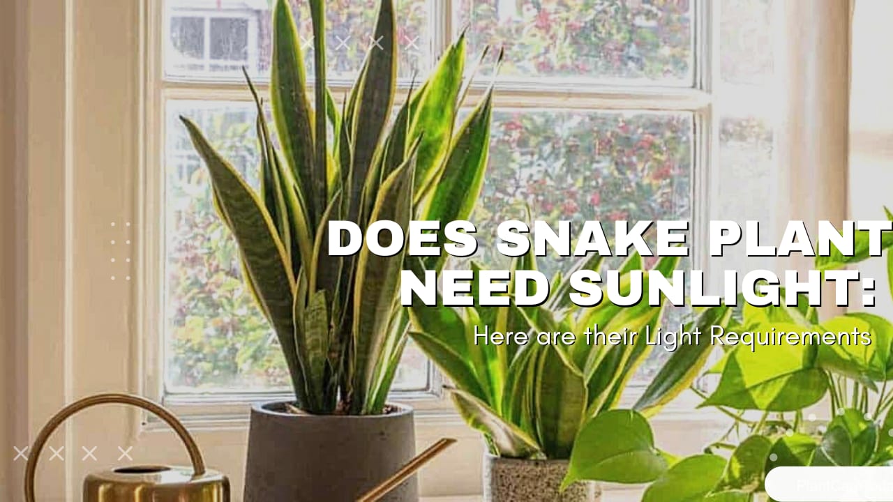 Does Snake Plant Need Sunlight? Light Requirements Explained  Abana Homes
