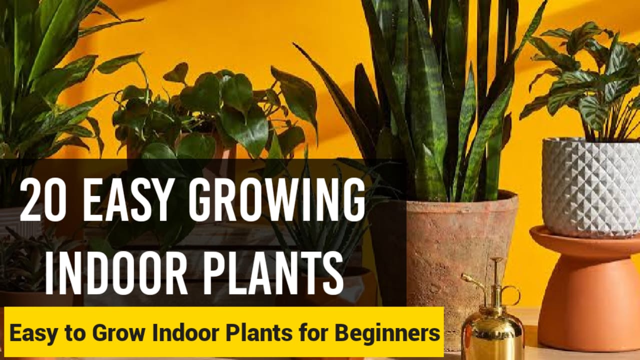 20 Easy Growing Indoor Plants That Will Survive Your Busy Lifestyle ...