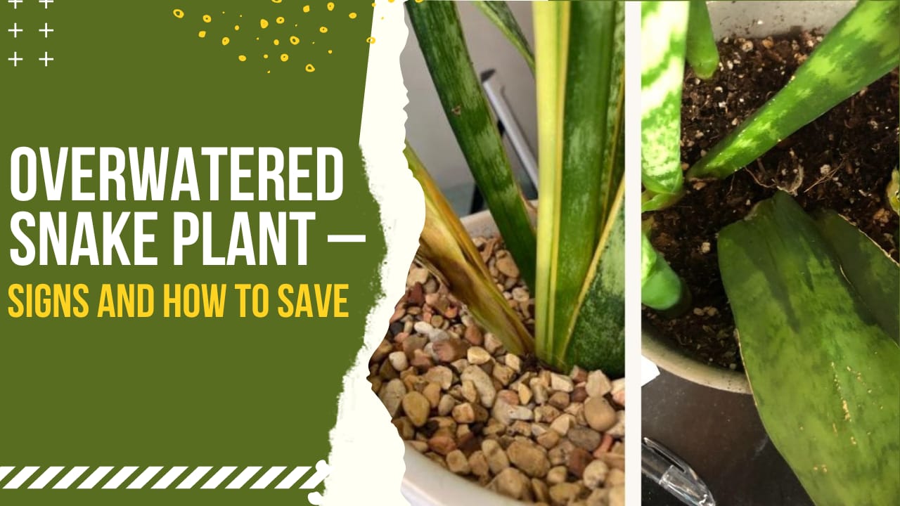 Signs And How To Save An Overwatered Snake Plant: Expert Tips