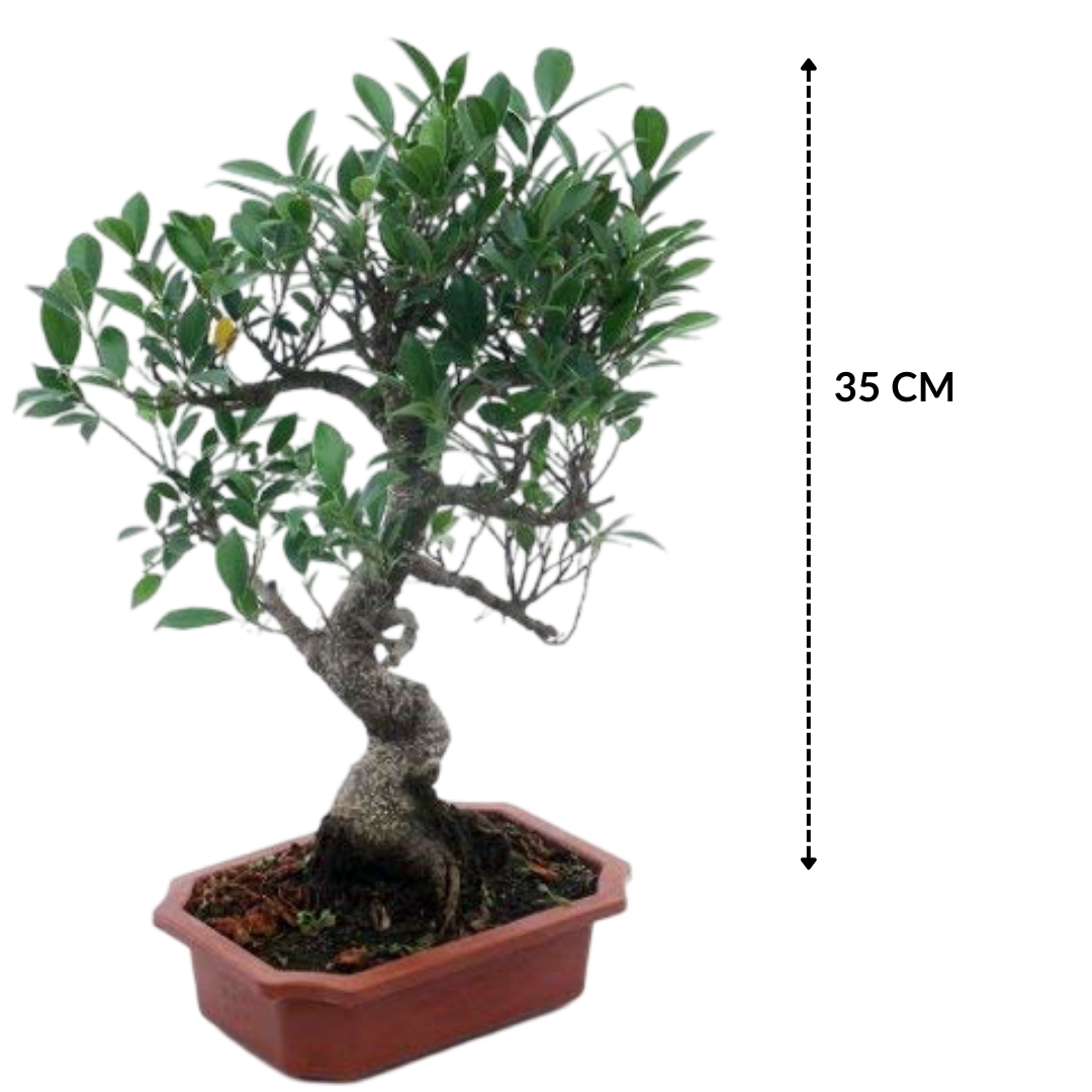 Ficus Bonsai Live Tree 9 Yrs Old 35cm