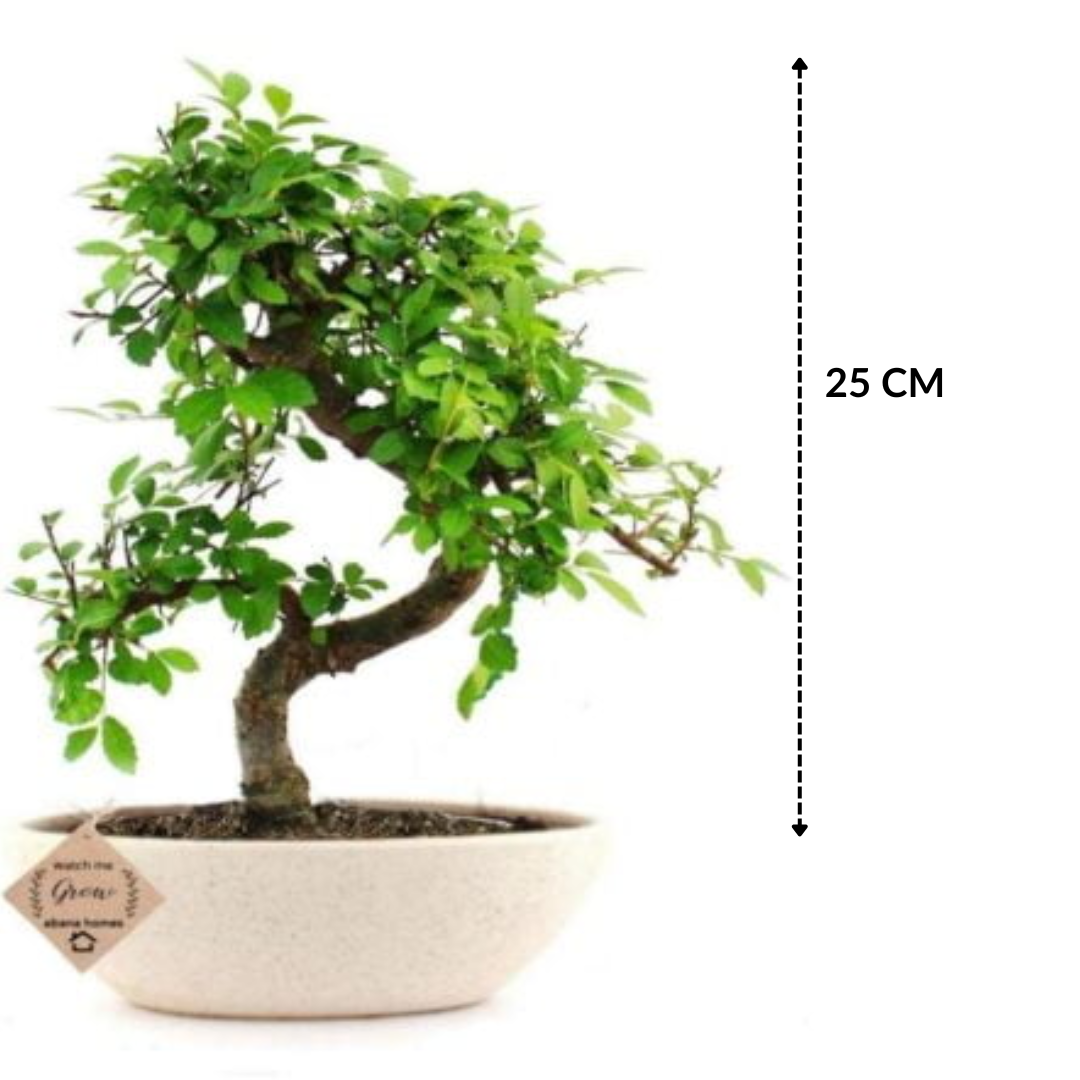 Chinese Elm Bonsai Plant 5 Years 25 cm