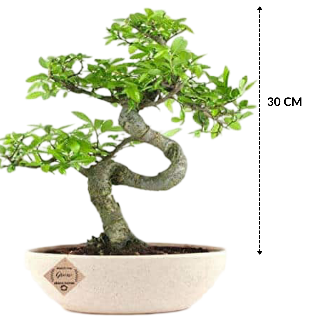 Chinese Elm Bonsai Plant 7 Years 30 cm