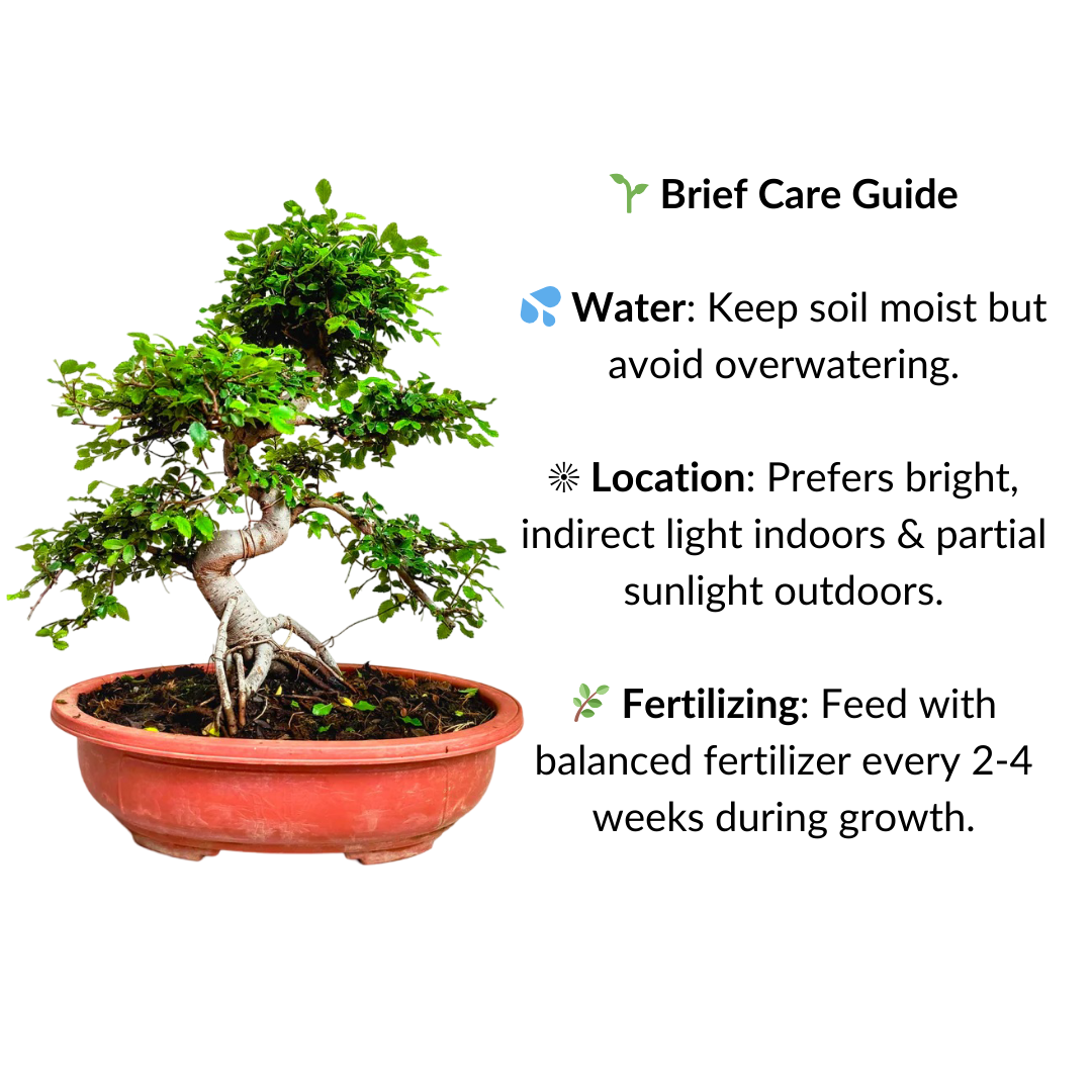 Stylish MultiCurve Chinese Elm Bonsai Tree 15 Years 45 cm PP Pot