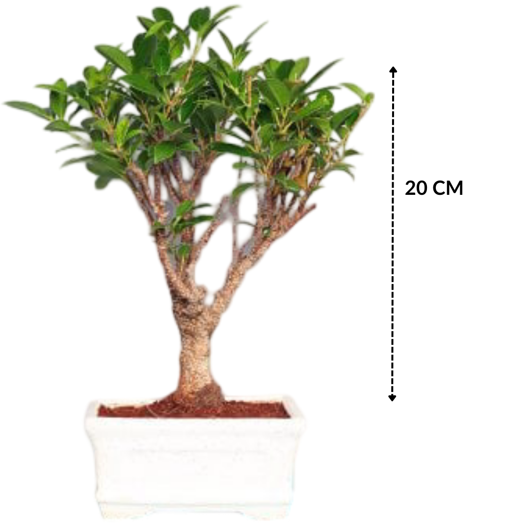 Ficus Bonsai Plant in White Sq Ceramic Pot