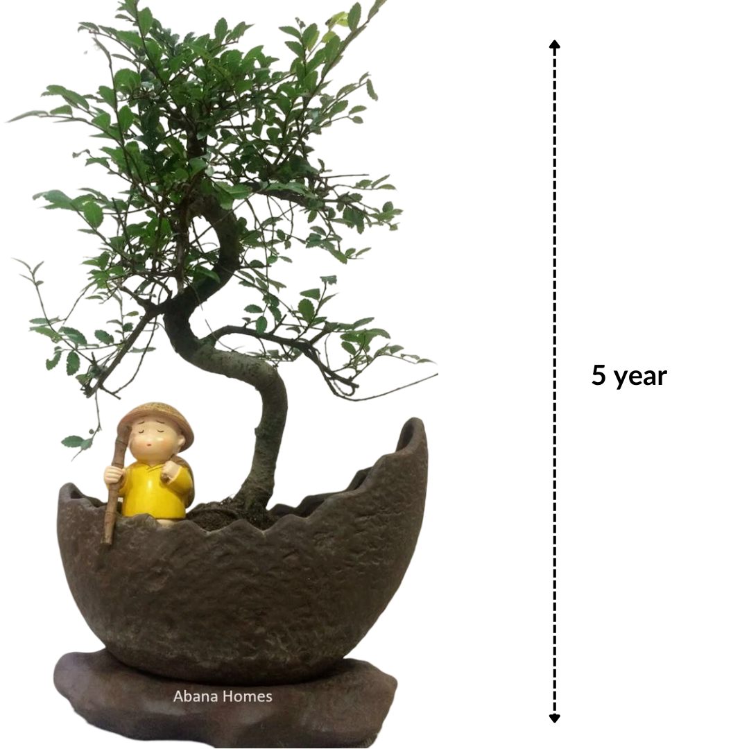 Chinese Elm Bonsai Tree with Drip Tray 5 Yrs
