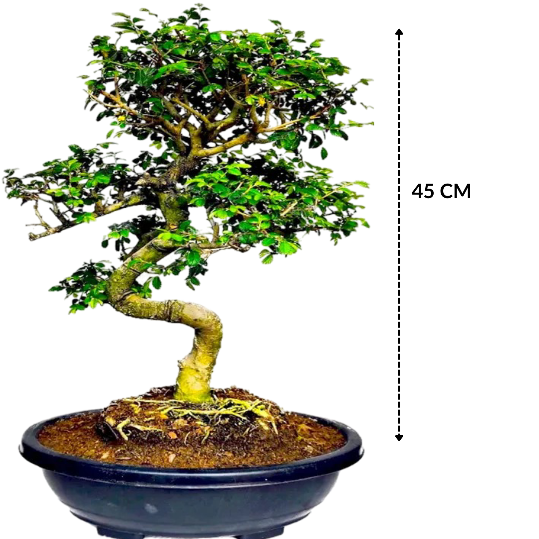 Stylish MultiCurve Chinese Elm Bonsai Tree 15 Years 45 cm PP Pot