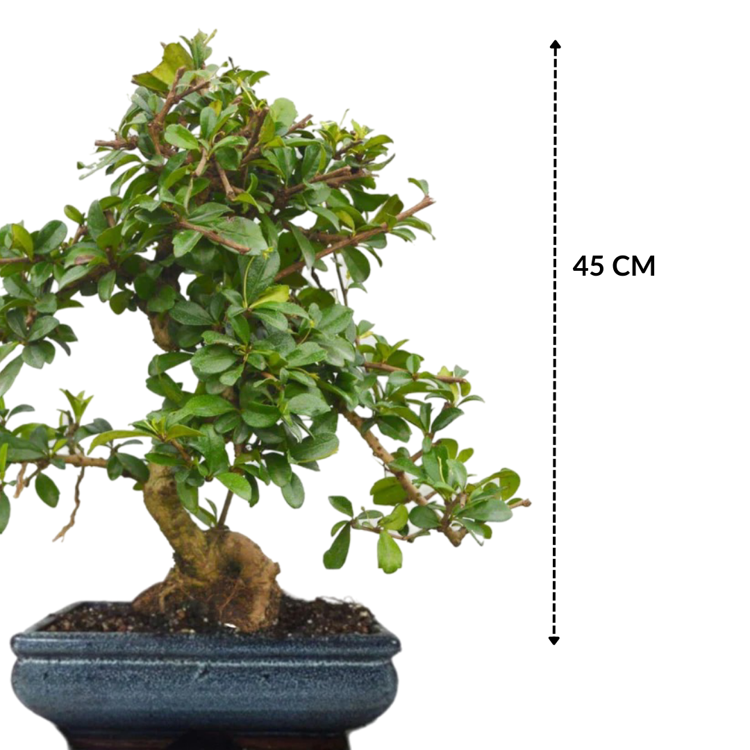Carmona Flowering Bonsai Plant in Blue Ceramic Bonsai Pot 10 Years 45 cm