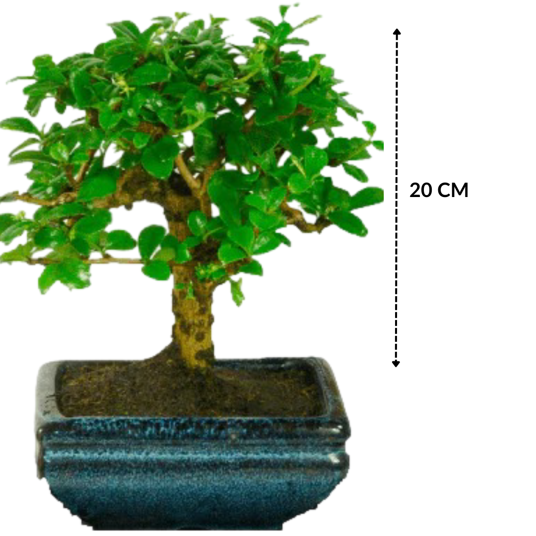 Carmona Flowering Bonsai Plant 3 Years 20 cm