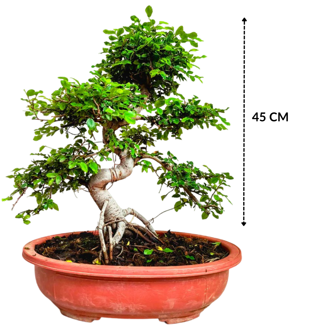 Stylish MultiCurve Chinese Elm Bonsai Tree 15 Years 45 cm PP Pot