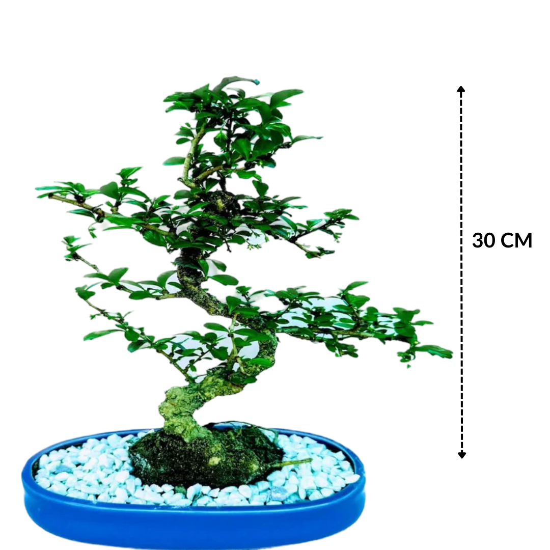 Carmona Flowering Bonsai Plant 4 Years 30 cm in Blue Oval Shaped Ceramic Pot