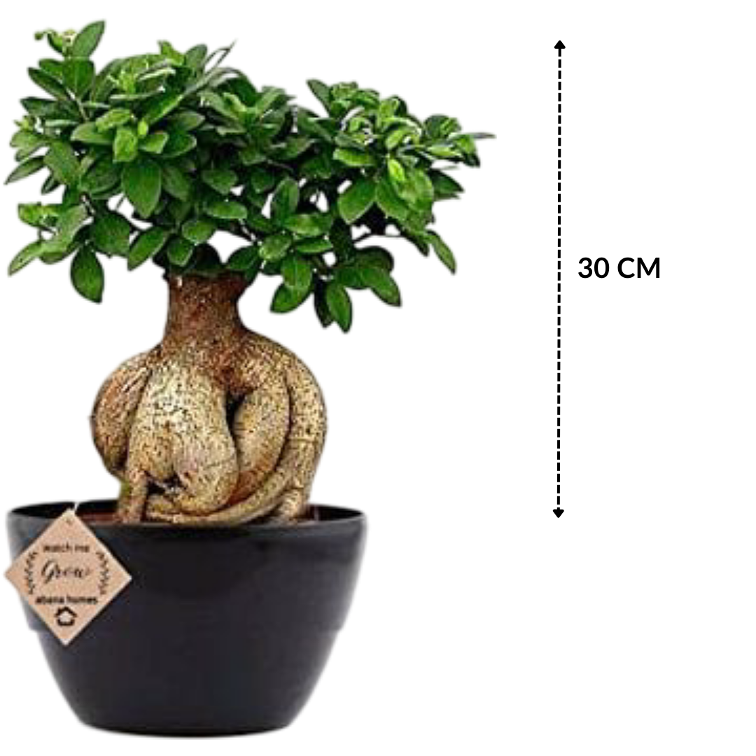 Ginseng Ficus Plant 8 Years 30 cm