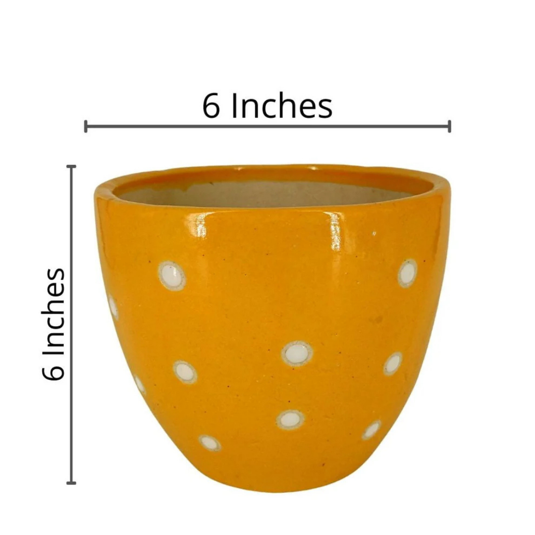 Ficus Indoor Bonsai Plant in Premium Dotted Pot for Home Decor
Success