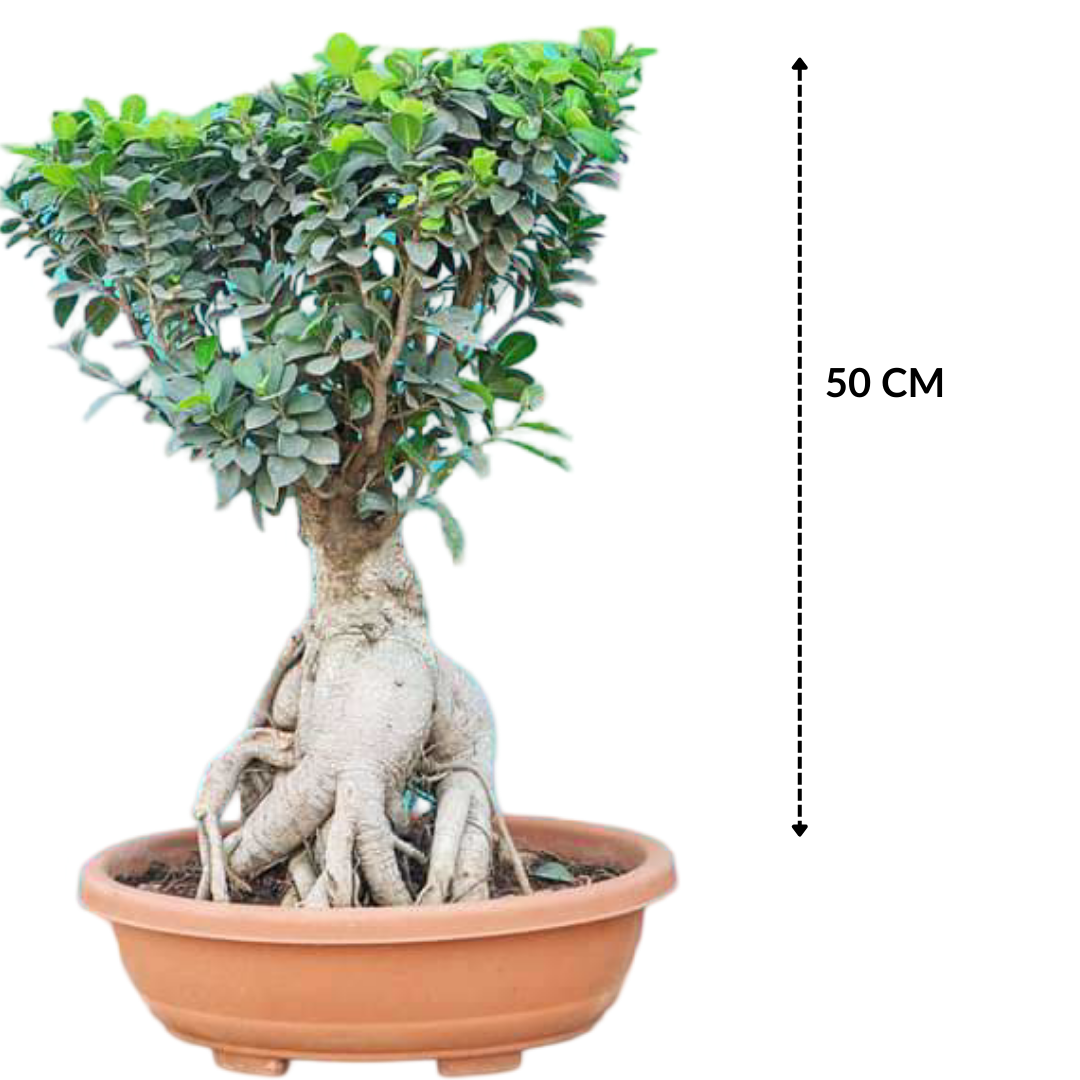 Ficus Bonsai Plant With Thick Trunk 10 Years 50 cm
