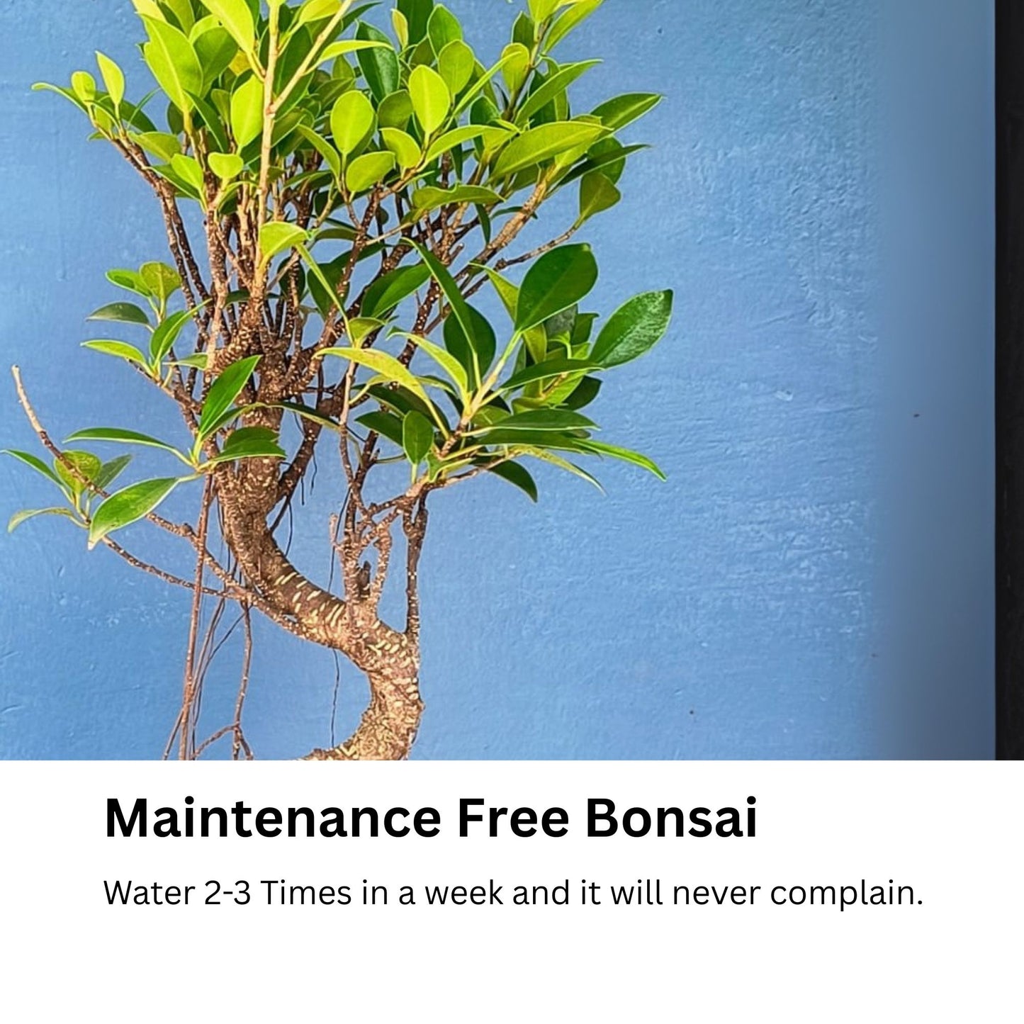 4-Years-Old Banyan Bonsai Tree In Ceramic Pot