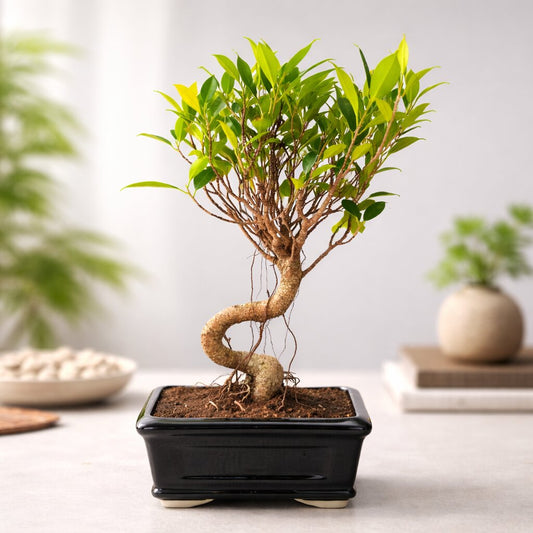 5-Years-Old Ficus Banyan Bonsai Tree 30cm Tall