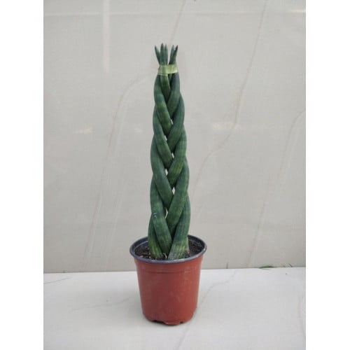 Braided Sansevieria Plant