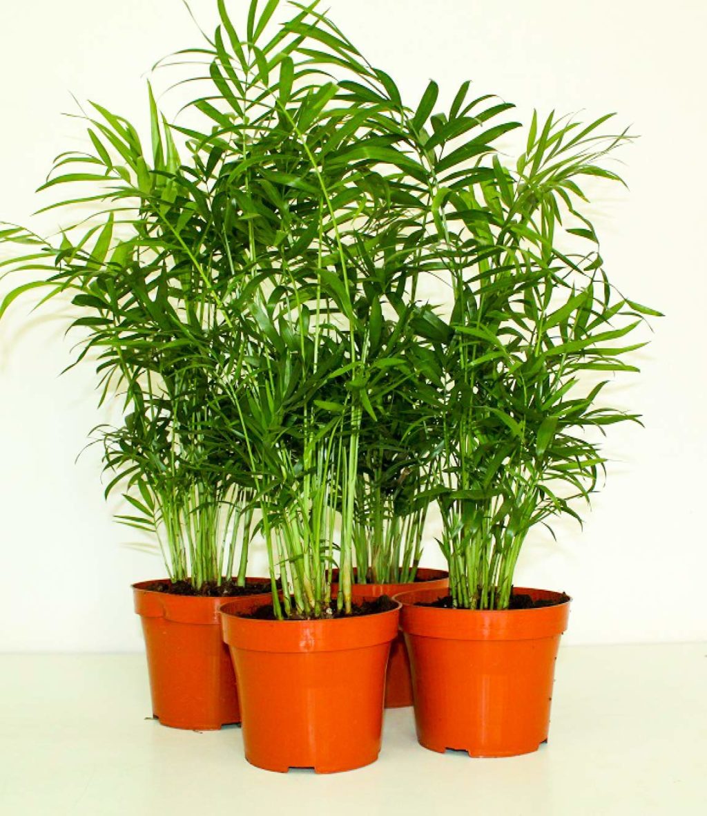 Chamaedorea Mini Palm