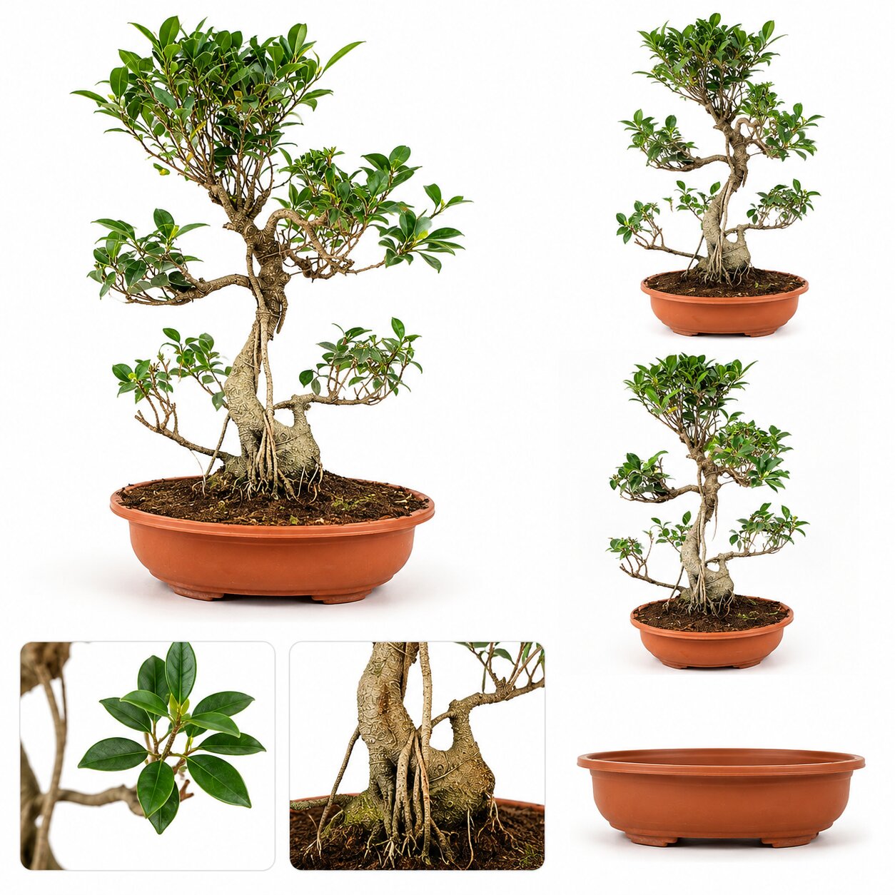 Aerial Root Ficus Bonsai Tree detailed parts view