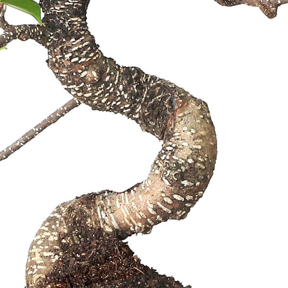 Ficus Retusa Bonsai Tree – 9 Years Old, 30 CM Tall