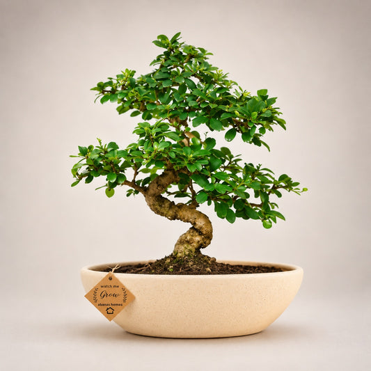 Carmona Flowering Indoor Bonsai Tree โ 9 Years, Ceramic Boat Pot