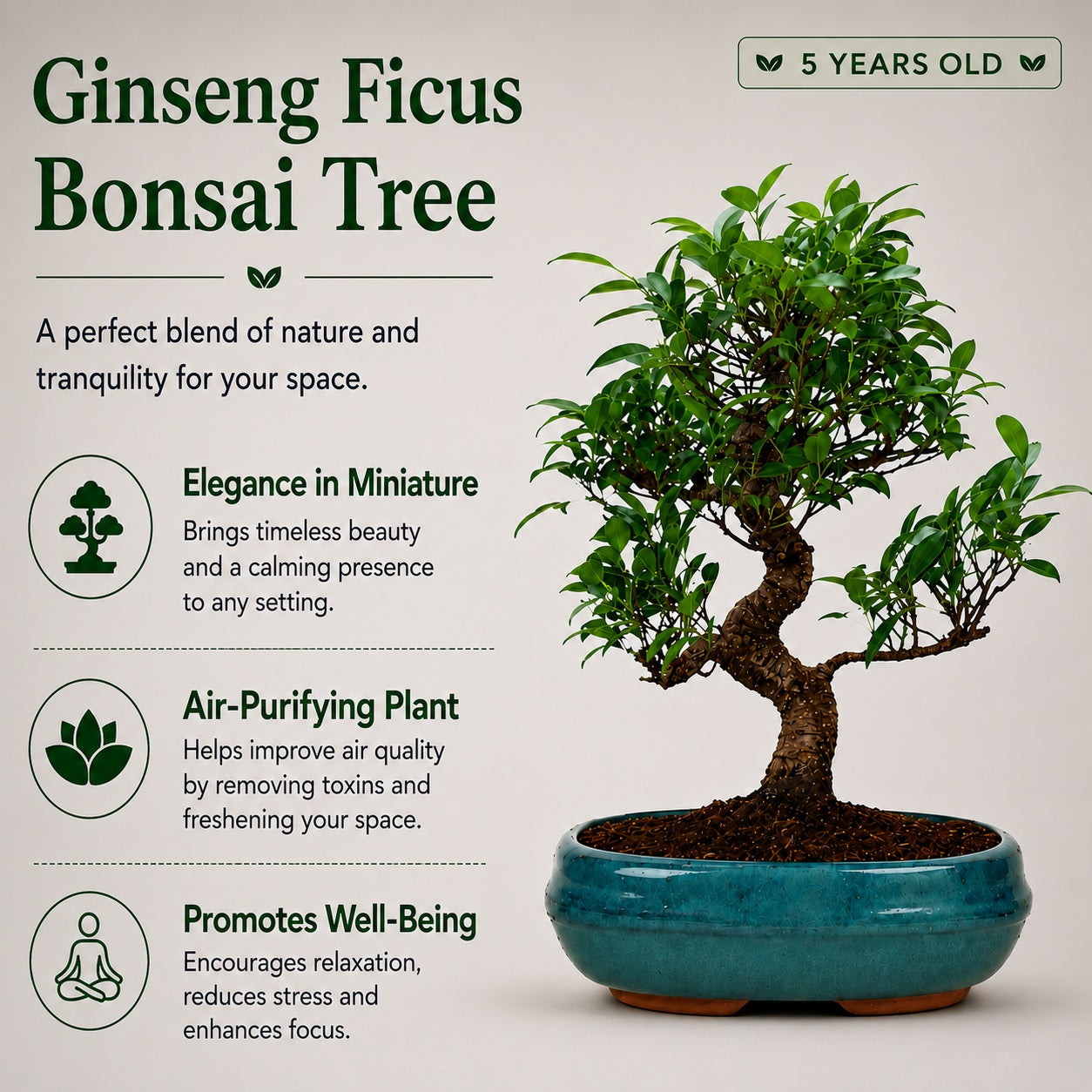 Ficus Retusa Outdoor Bonsai Tree – 9 Years, Ceramic Pot