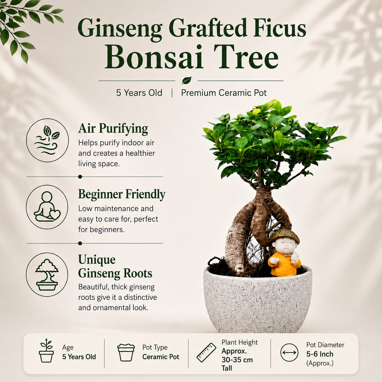 Ficus Microcarpa Indoor Bonsai Tree – 4 Years, Off-White Pot