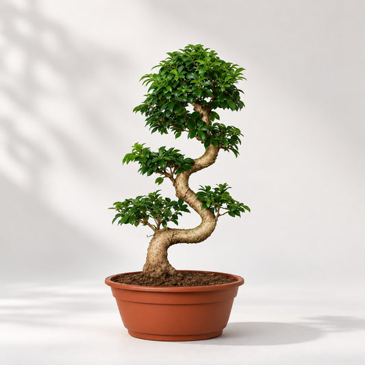 Ficus Microcarpa Indoor Bonsai Tree – 15 Years, 70cm