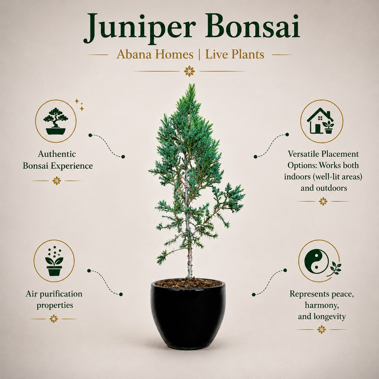 Juniper Bonsai Tree – 4 Years, Outdoor Conifer