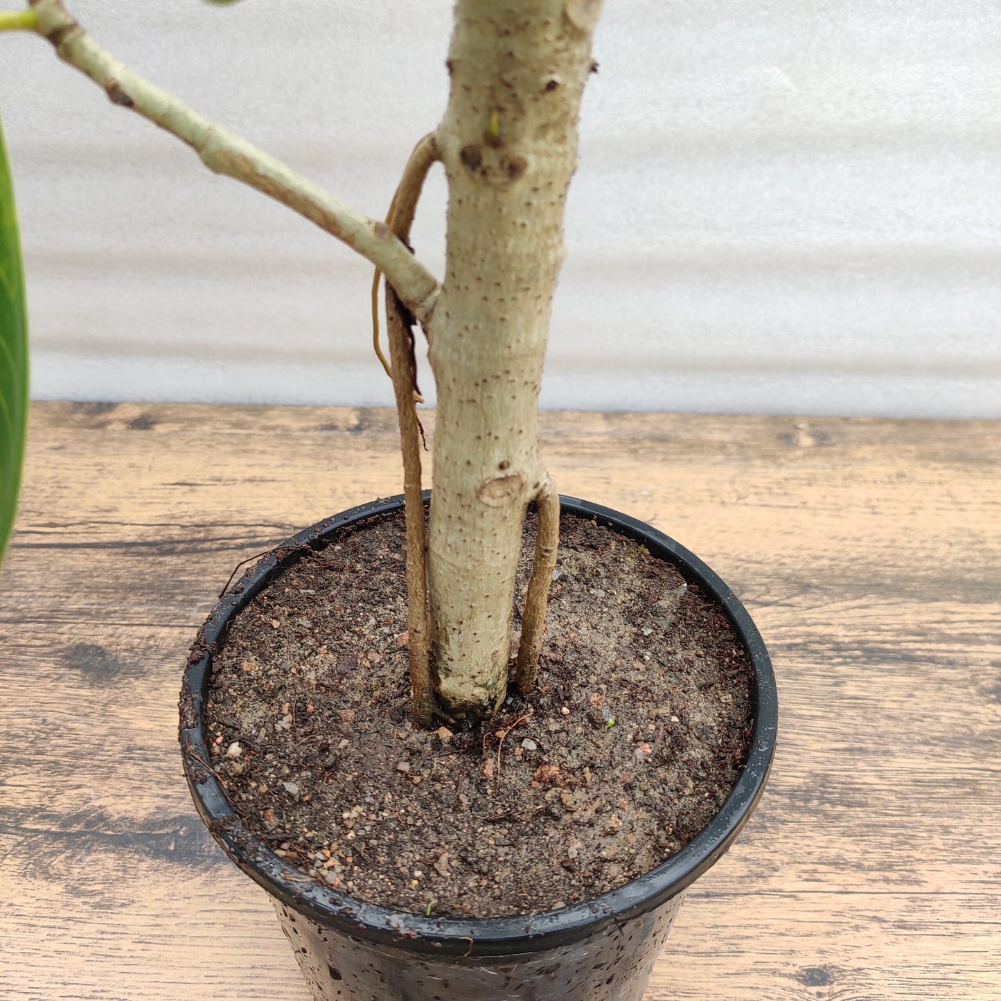 Banyan Bonsai Plant