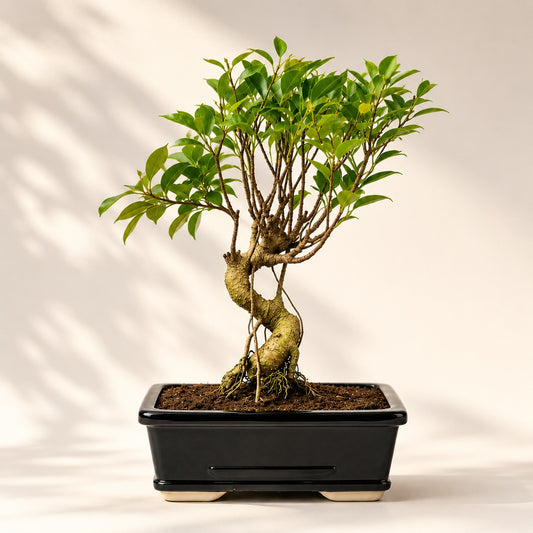 Banyan Bonsai Tree – 5-Year Outdoor Ficus, Ceramic Pot