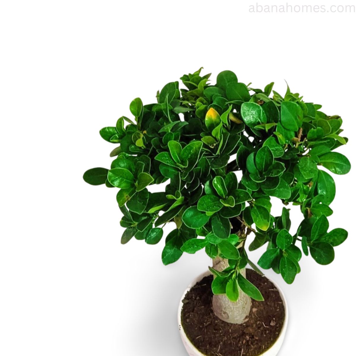 Ficus Microcarpa Bonsai Tree - 15 Inches for Indoor