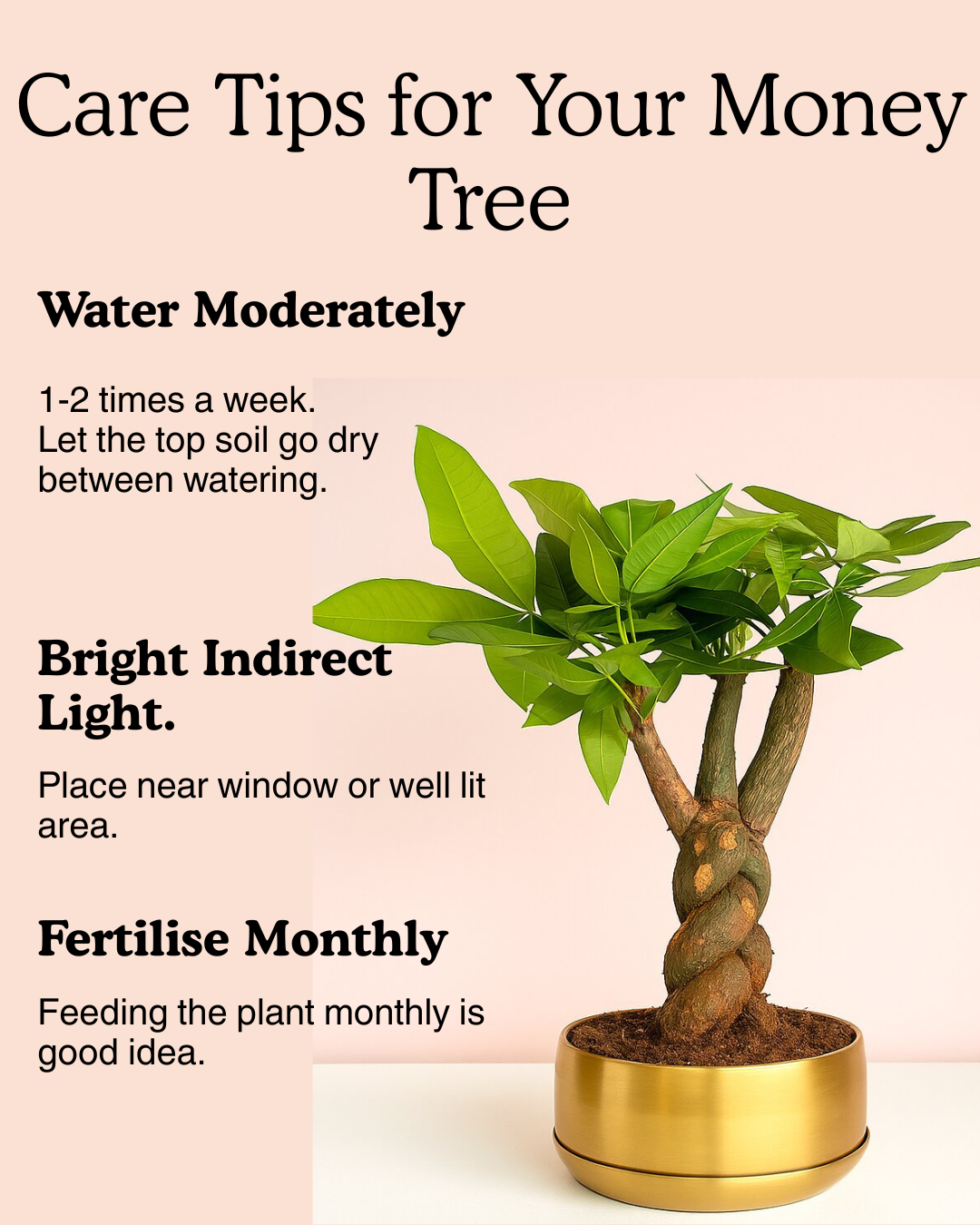 Pachira Braided Bonsai In Golden Metalic Pot with Tray