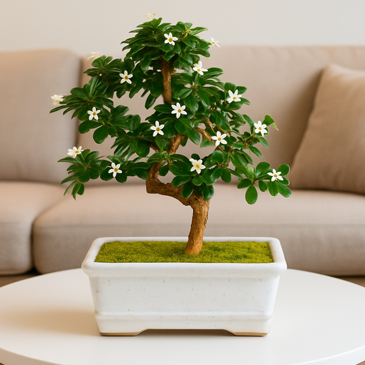 5-Year-Old Indoor Carmona Flowering Bonsai Plant in White Pot