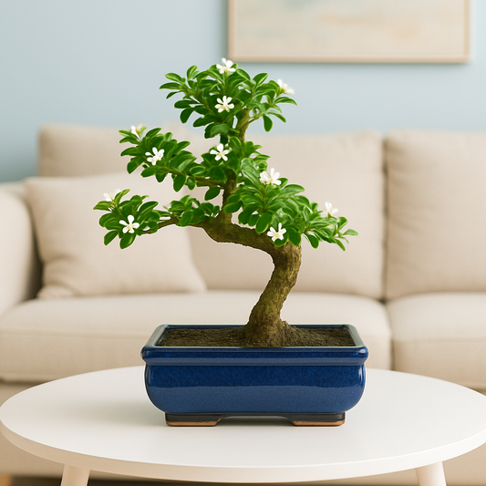 Carmona Flowering Bonsai 4-5 Years โ Blue Rectangular Pot
