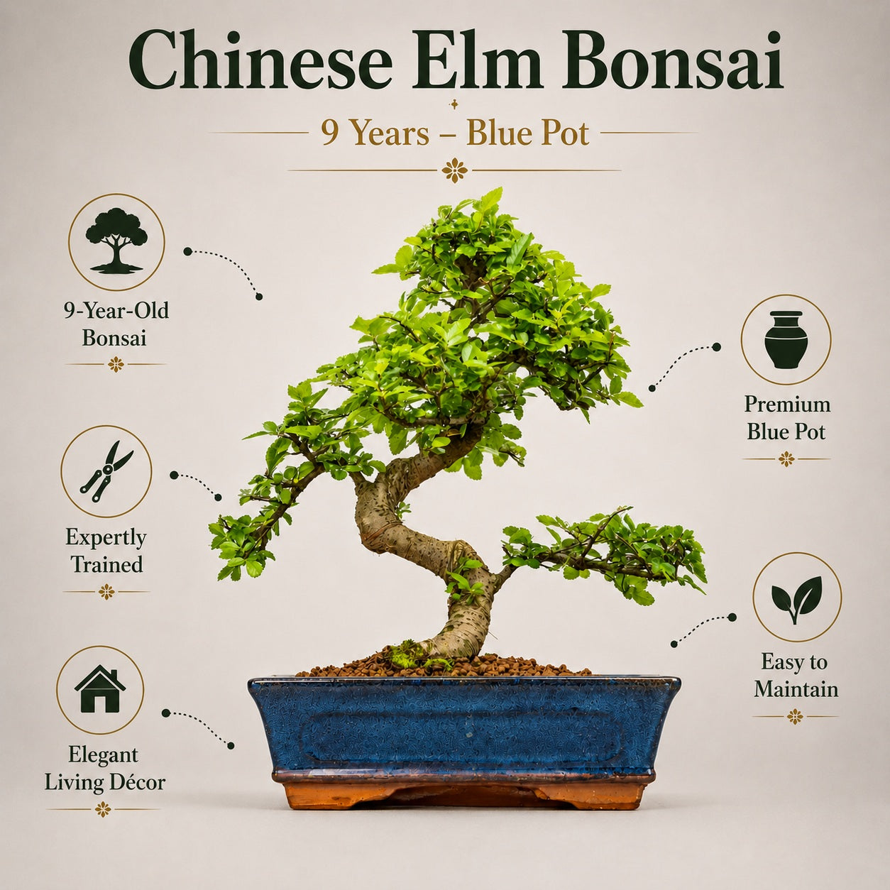 Chinese Elm Indoor Bonsai Tree – 9 Years, Blue Ceramic Pot