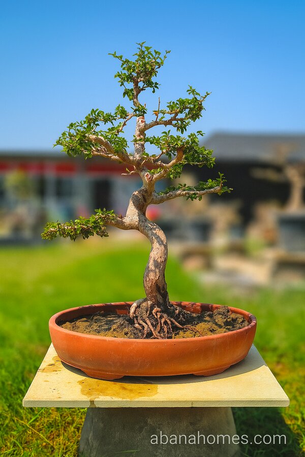 15 Years Old Bonsai Tree - Chinese Elm - Hitori Collections by Abana H   Abana Homes