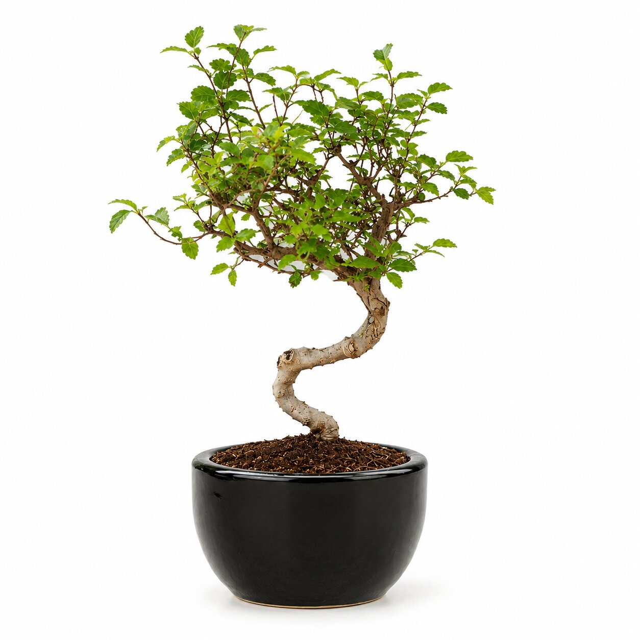 Chinese Elm Bonsai 4-5 Years โ Black Round Pot