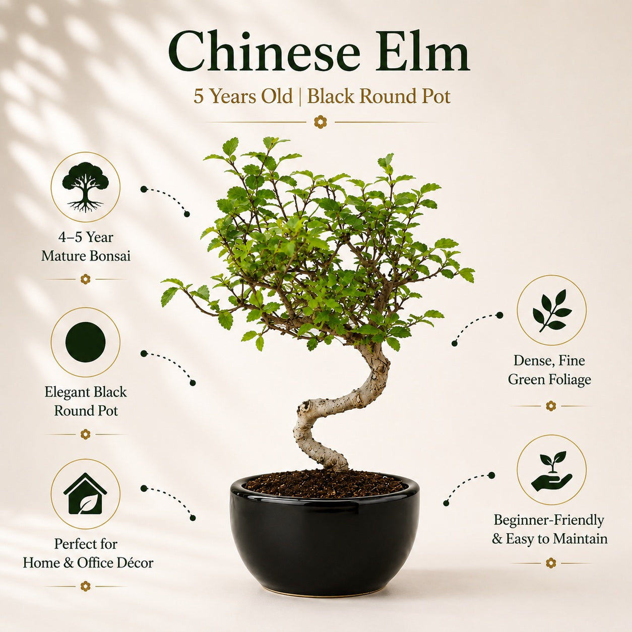 Chinese Elm Indoor Bonsai Tree – 5 Years, Black Round Pot