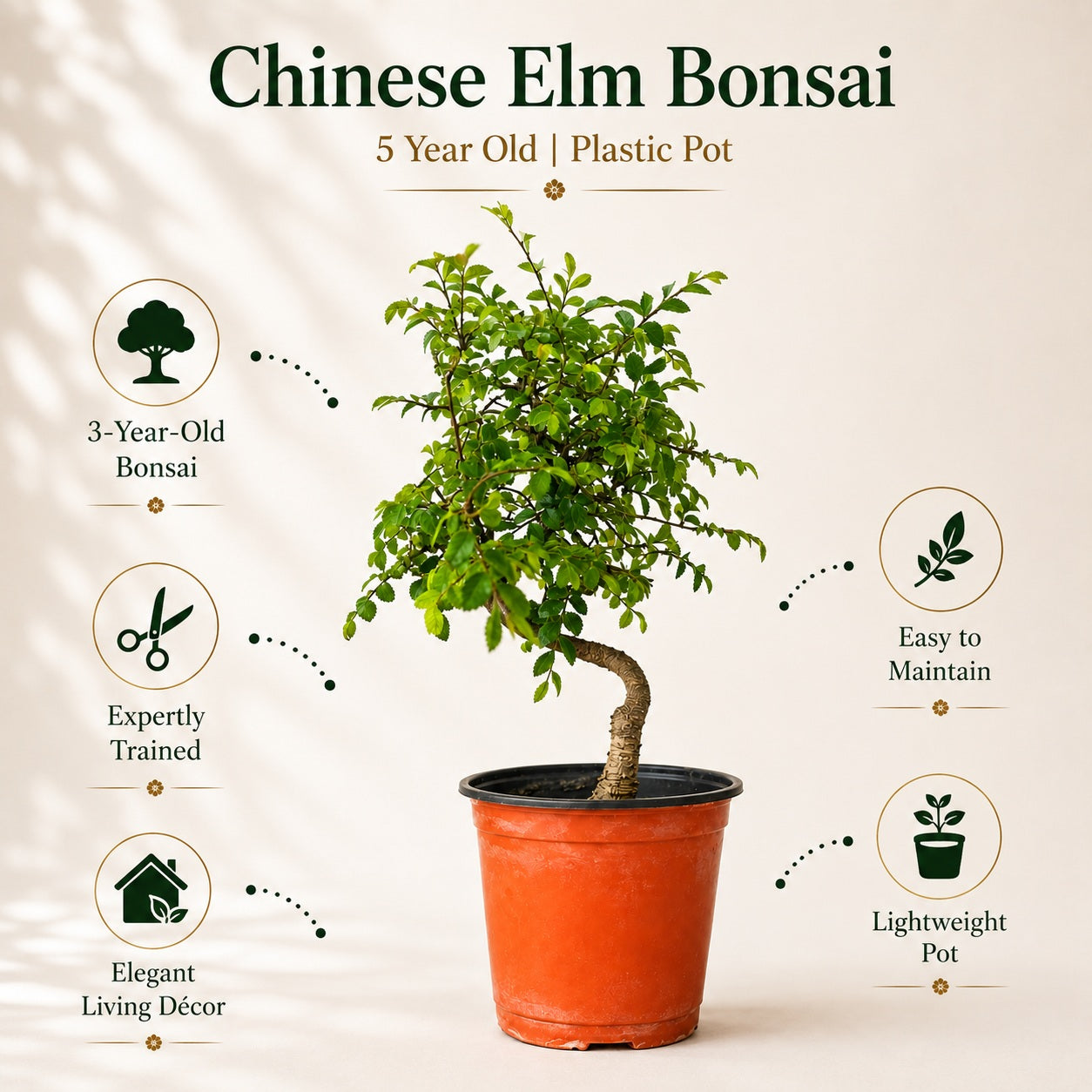 Chinese Elm Indoor Bonsai Tree – 5 Years, Plastic Pot