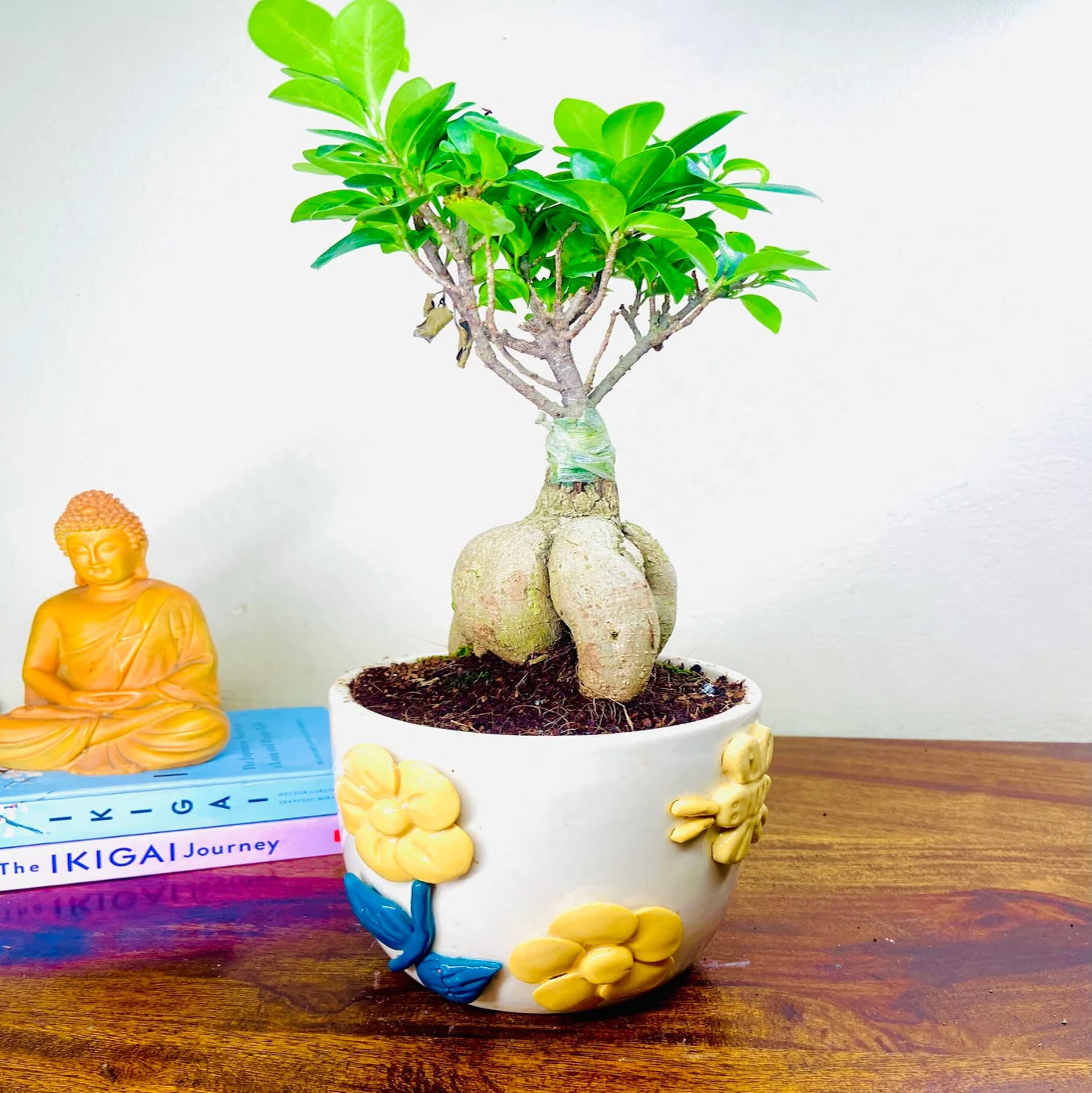 Ficus Indoor Bonsai Plant in Premium Pot
