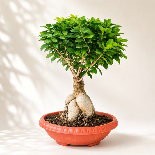Ficus Microcarpa Indoor Bonsai Tree – 8 Years, Plastic Pot