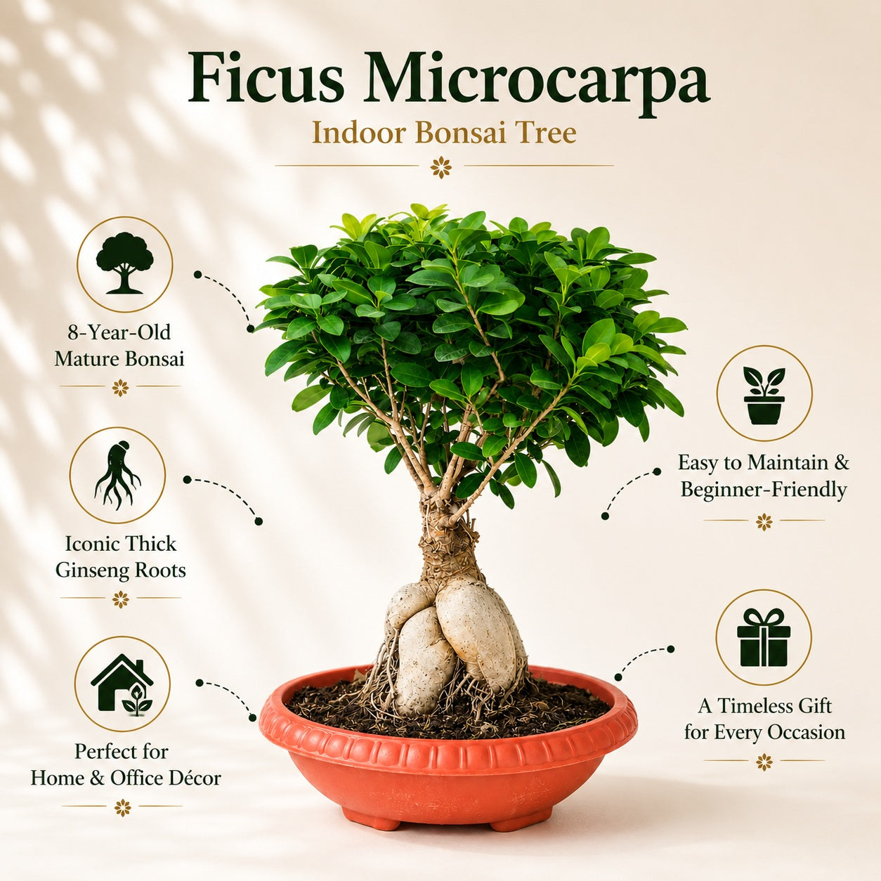 Ficus Microcarpa Indoor Bonsai Tree – 8 Years, Plastic Pot