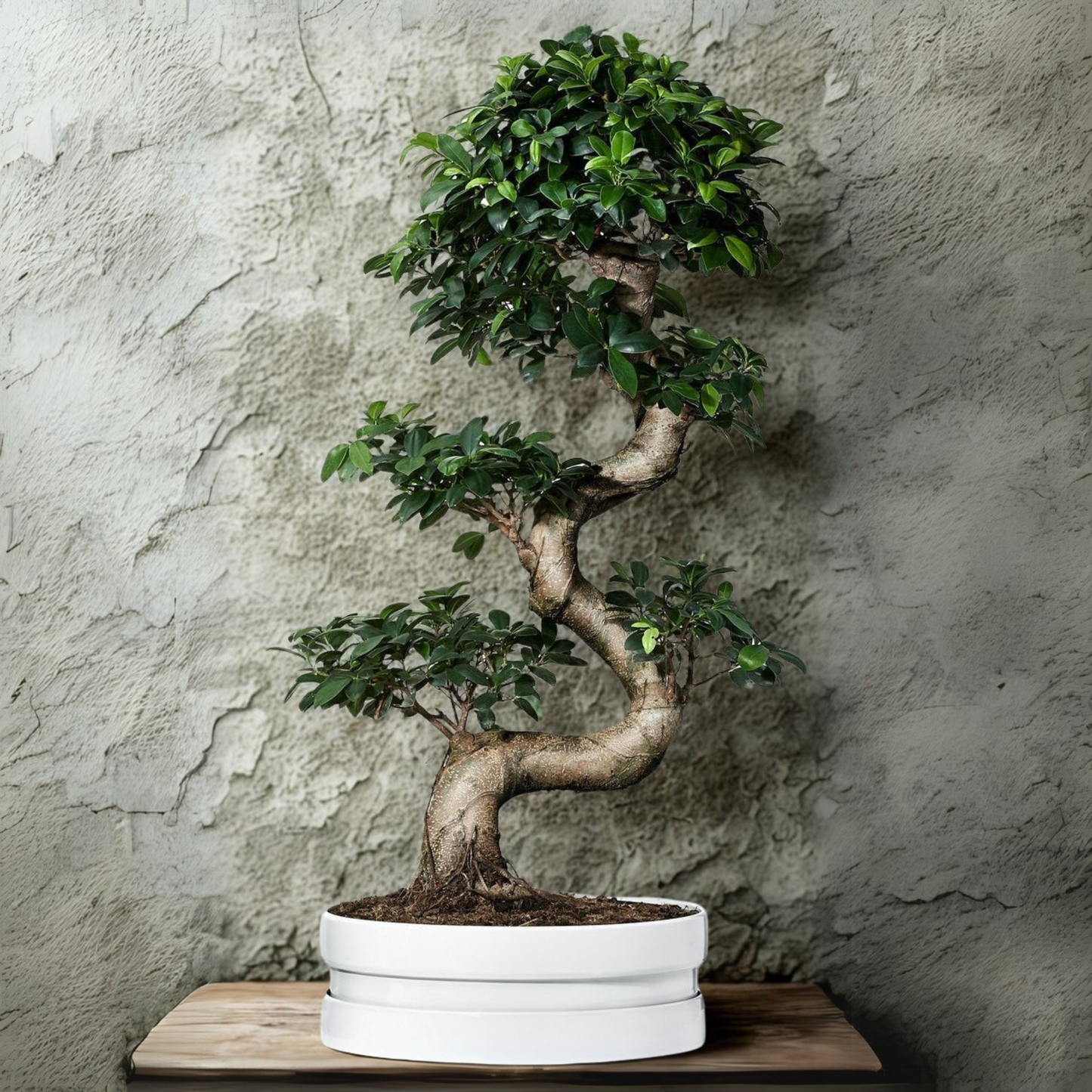 Ficus Bonsai Tree Big Bonsai 15 Years 70 cm