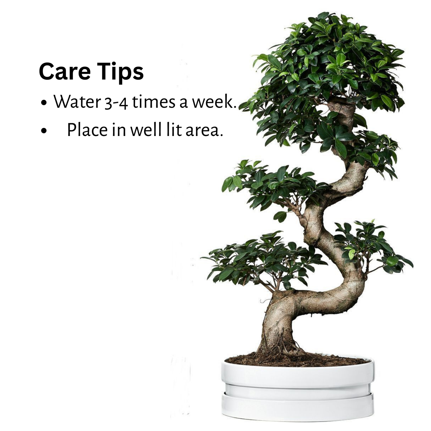 Ficus Bonsai Tree - Large - Indoor 15 Years 70 cm