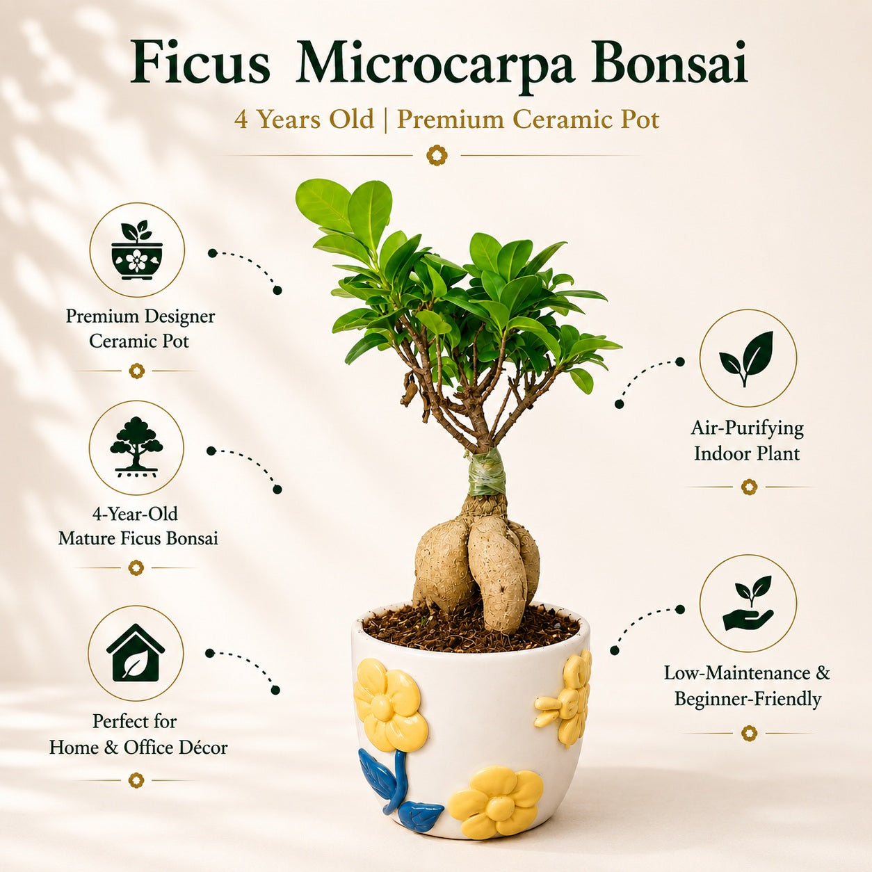Ficus Microcarpa Indoor Bonsai Tree – 4 Years, Premium Ceramic Pot