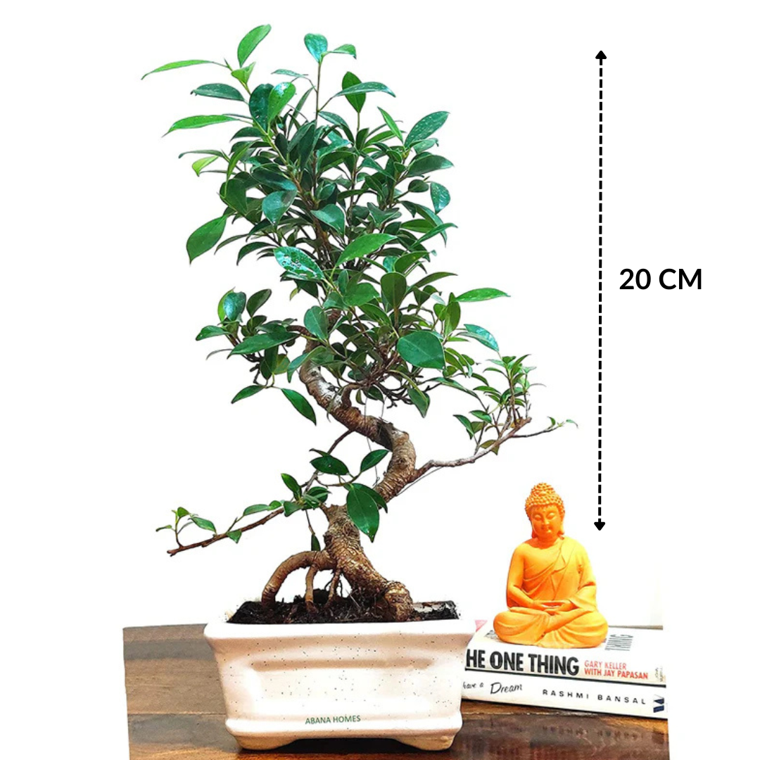 Ficus Plant Bonsai 5 Years 20 cm